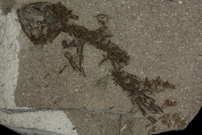 Partial, Fossil Salamander (Chelotriton) - Gracanica, Bosnia #175094